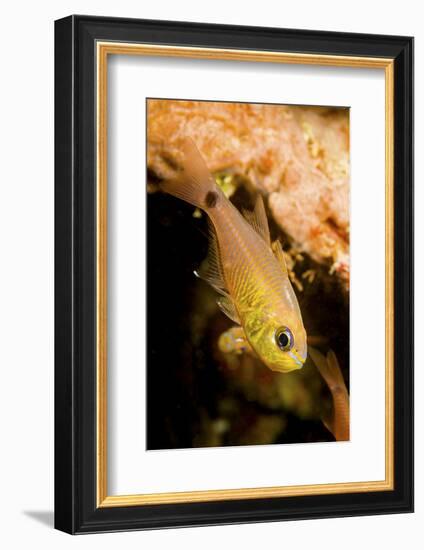 Painted cardinalfish (Archamia fucata) Yap, Micronesia-David Fleetham-Framed Photographic Print