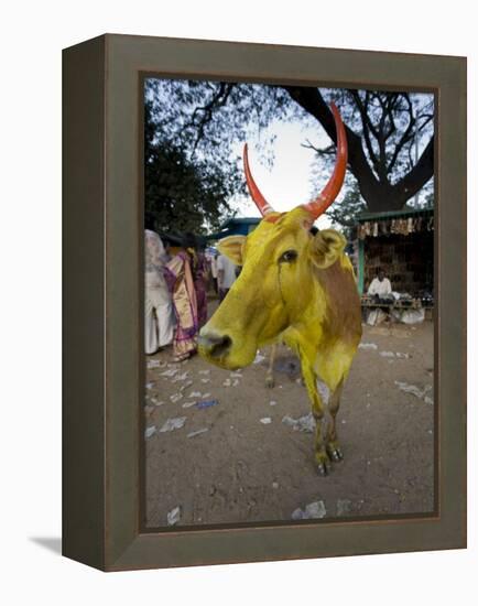 Painted Cow, Mysore, Karnataka, India-Michele Falzone-Framed Premier Image Canvas