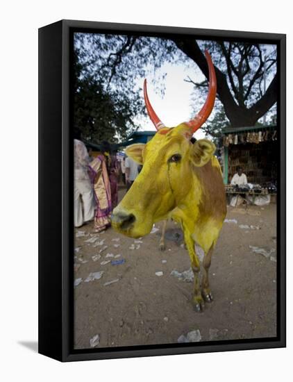 Painted Cow, Mysore, Karnataka, India-Michele Falzone-Framed Premier Image Canvas