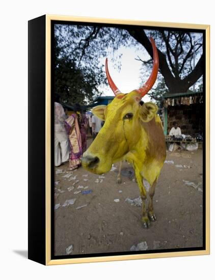 Painted Cow, Mysore, Karnataka, India-Michele Falzone-Framed Premier Image Canvas