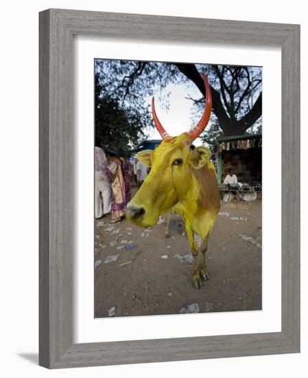 Painted Cow, Mysore, Karnataka, India-Michele Falzone-Framed Photographic Print