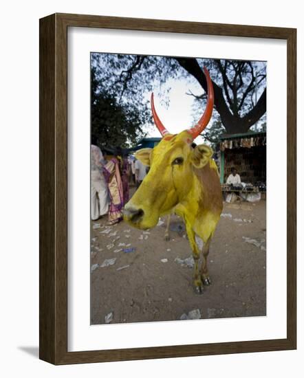 Painted Cow, Mysore, Karnataka, India-Michele Falzone-Framed Photographic Print