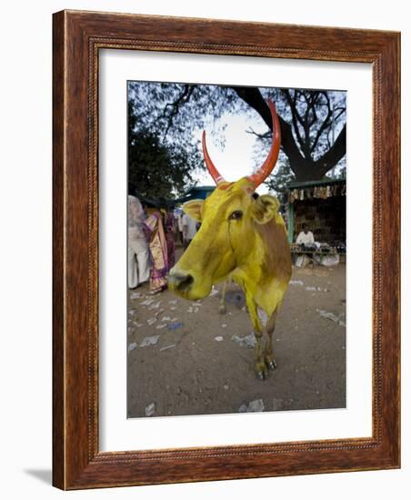 Painted Cow, Mysore, Karnataka, India-Michele Falzone-Framed Photographic Print