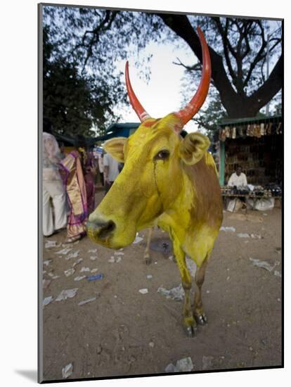 Painted Cow, Mysore, Karnataka, India-Michele Falzone-Mounted Photographic Print