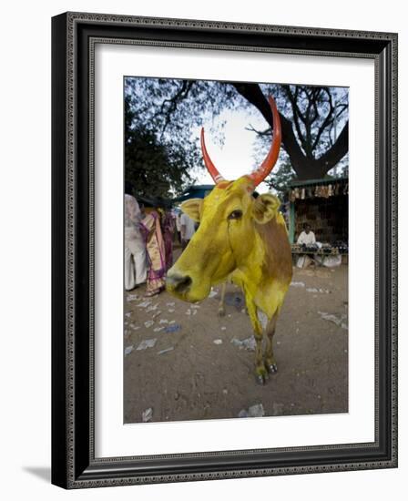 Painted Cow, Mysore, Karnataka, India-Michele Falzone-Framed Photographic Print