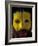 Painted Face of Native in the Huli Wigmen Tribe, Tari, Papua New Guinea-Bill Bachmann-Framed Photographic Print