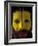 Painted Face of Native in the Huli Wigmen Tribe, Tari, Papua New Guinea-Bill Bachmann-Framed Photographic Print