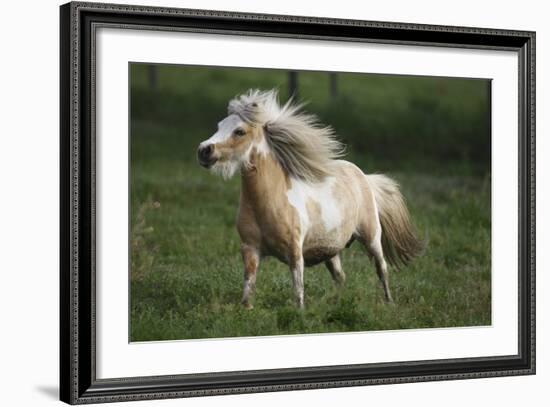 Painted Feather Farm-Bob Langrish-Framed Photographic Print