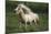 Painted Feather Farm-Bob Langrish-Mounted Photographic Print