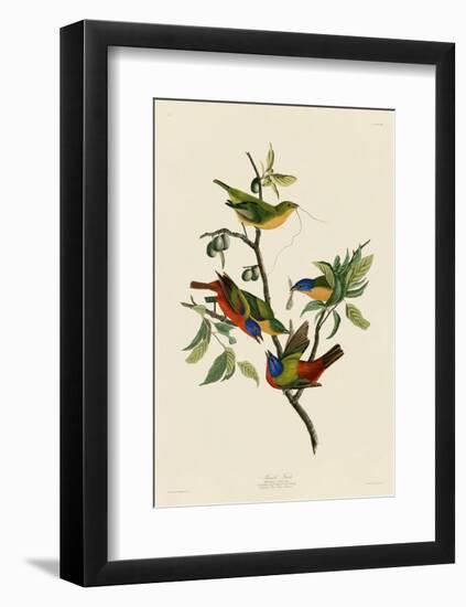 Painted Finch-John James Audubon-Framed Art Print