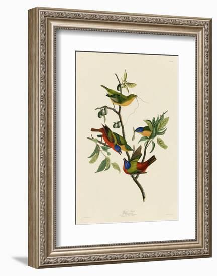 Painted Finch-John James Audubon-Framed Art Print