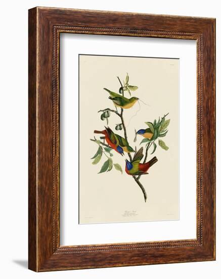 Painted Finch-John James Audubon-Framed Art Print