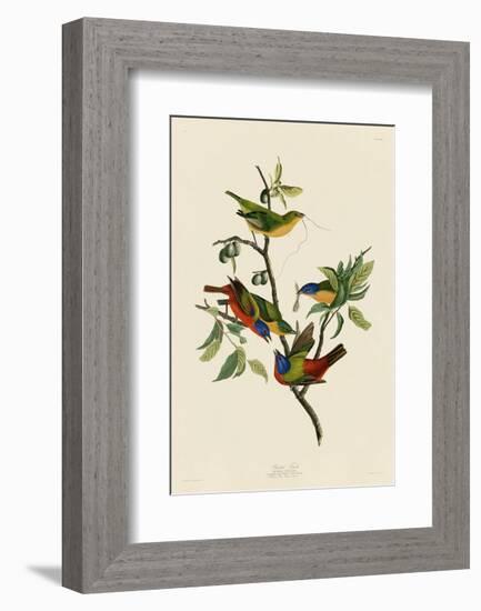 Painted Finch-John James Audubon-Framed Art Print