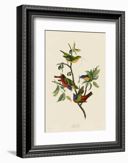 Painted Finch-John James Audubon-Framed Art Print