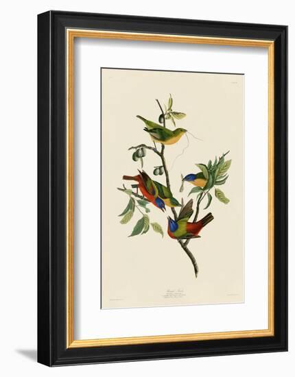 Painted Finch-John James Audubon-Framed Art Print