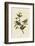 Painted Finch-John James Audubon-Framed Art Print