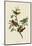 Painted Finch-John James Audubon-Mounted Art Print