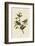 Painted Finch-John James Audubon-Framed Giclee Print