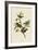 Painted Finch-John James Audubon-Framed Giclee Print