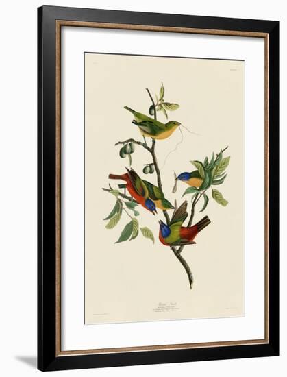 Painted Finch-John James Audubon-Framed Giclee Print