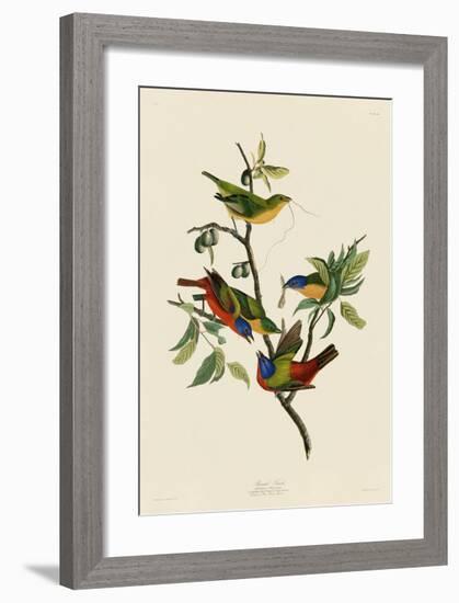 Painted Finch-John James Audubon-Framed Giclee Print