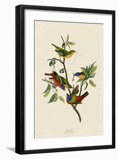 Painted Finch-John James Audubon-Framed Giclee Print