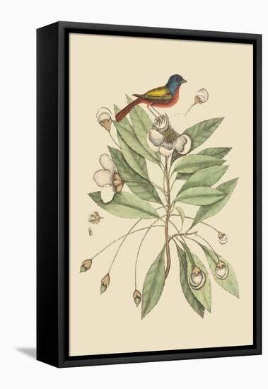 Painted Finch-Mark Catesby-Framed Stretched Canvas