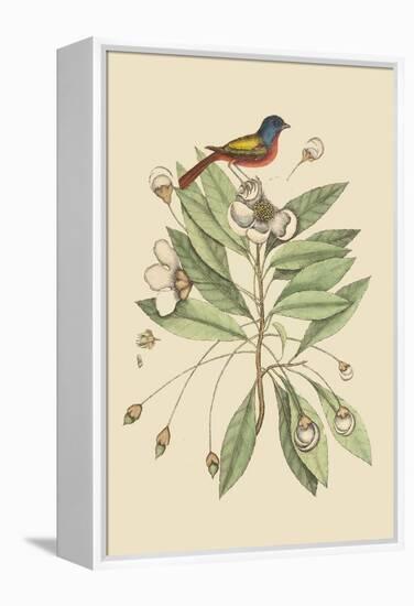 Painted Finch-Mark Catesby-Framed Stretched Canvas