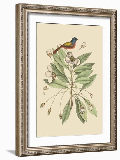 Painted Finch-Mark Catesby-Framed Art Print