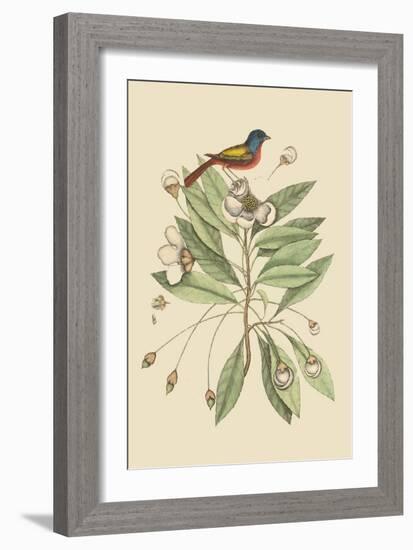 Painted Finch-Mark Catesby-Framed Art Print