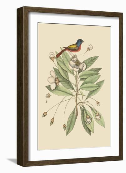 Painted Finch-Mark Catesby-Framed Art Print