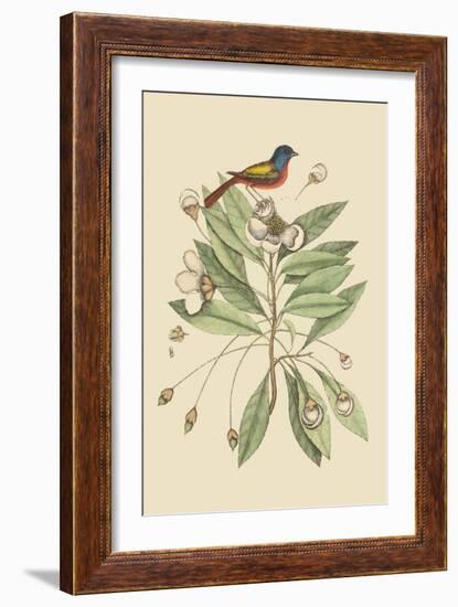 Painted Finch-Mark Catesby-Framed Art Print