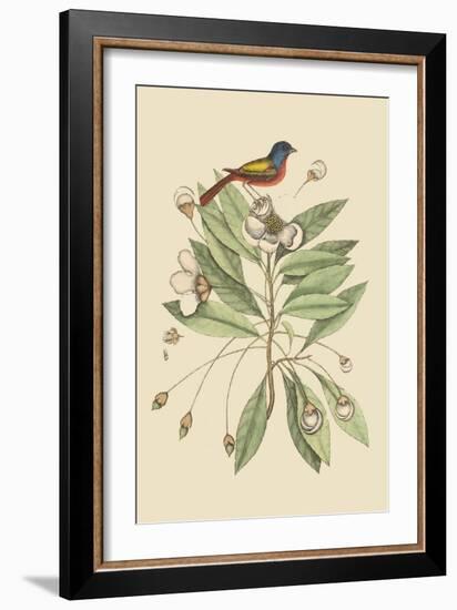 Painted Finch-Mark Catesby-Framed Art Print