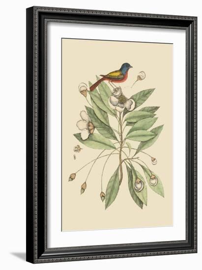 Painted Finch-Mark Catesby-Framed Art Print