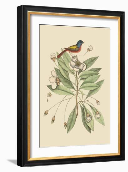 Painted Finch-Mark Catesby-Framed Art Print