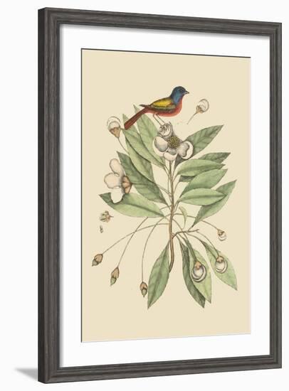 Painted Finch-Mark Catesby-Framed Art Print