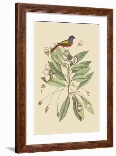 Painted Finch-Mark Catesby-Framed Art Print