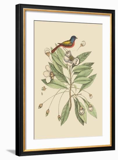 Painted Finch-Mark Catesby-Framed Art Print