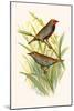 Painted Finch-F.w. Frohawk-Mounted Art Print