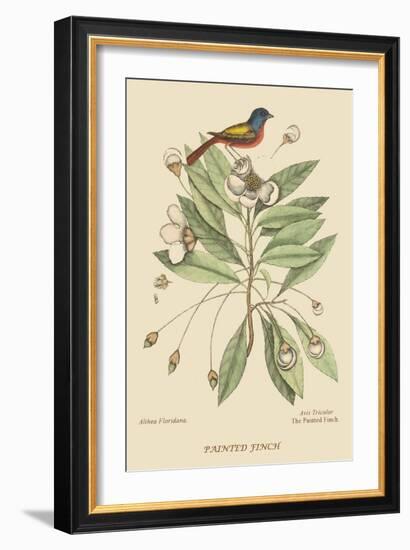 Painted Finch-Mark Catesby-Framed Art Print