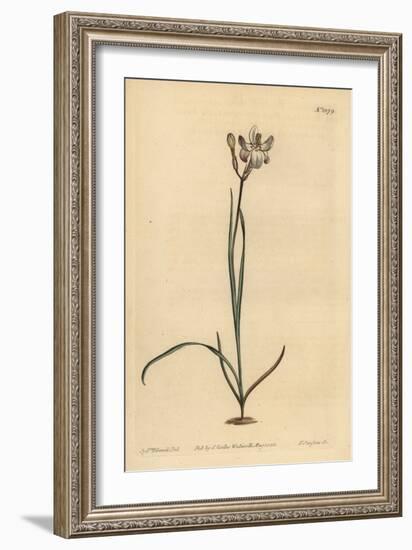 Painted Flowered Ixia, Ixia Fucata-Sydenham Teast Edwards-Framed Giclee Print