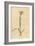 Painted Flowered Ixia, Ixia Fucata-Sydenham Teast Edwards-Framed Giclee Print