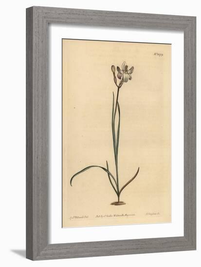 Painted Flowered Ixia, Ixia Fucata-Sydenham Teast Edwards-Framed Giclee Print