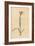 Painted Flowered Ixia, Ixia Fucata-Sydenham Teast Edwards-Framed Giclee Print