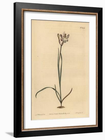 Painted Flowered Ixia, Ixia Fucata-Sydenham Teast Edwards-Framed Giclee Print