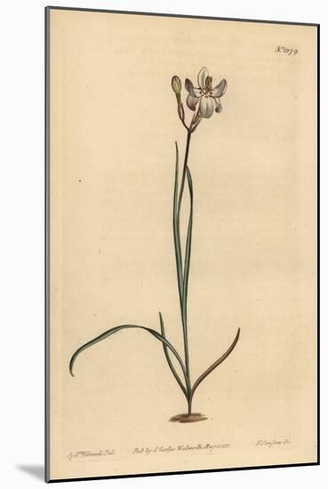 Painted Flowered Ixia, Ixia Fucata-Sydenham Teast Edwards-Mounted Giclee Print