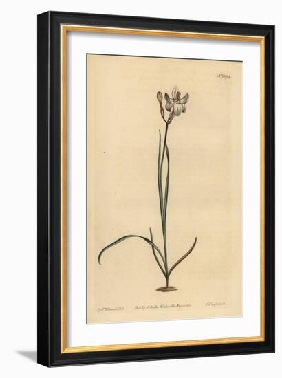 Painted Flowered Ixia, Ixia Fucata-Sydenham Teast Edwards-Framed Giclee Print