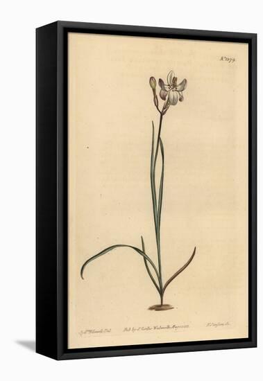 Painted Flowered Ixia, Ixia Fucata-Sydenham Teast Edwards-Framed Premier Image Canvas