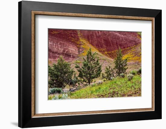 Painted Hills and golden bee plants.-Michel Hersen-Framed Photographic Print