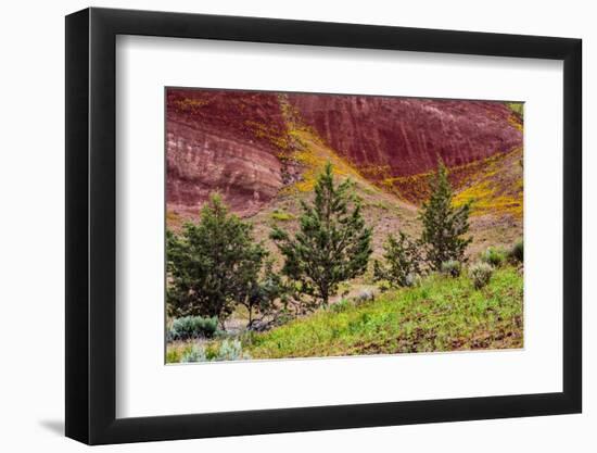 Painted Hills and golden bee plants.-Michel Hersen-Framed Photographic Print
